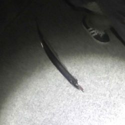 焼津港　太刀魚連日釣果、ヤリイカ、コウイカも釣れてます